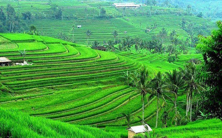 Jatiluwih Green Land: A Timeless Tapestry of Bali’s Natural Beauty