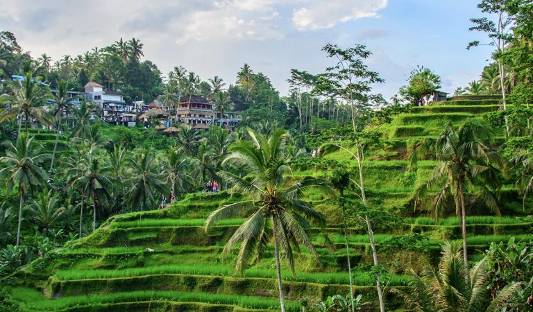 Unveiling Bali’s Green Symphony: Tegallalang Rice Terraces, Ubud